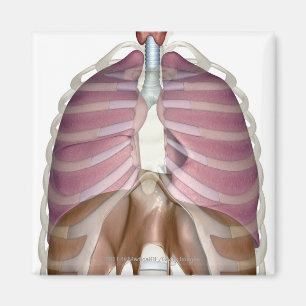 Imã rendição 3d do sistema respiratório