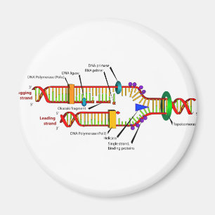 Imã Replicação de DNA