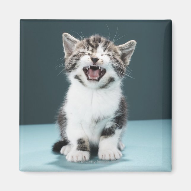 Imã Reprodução de Kitten (Frente)
