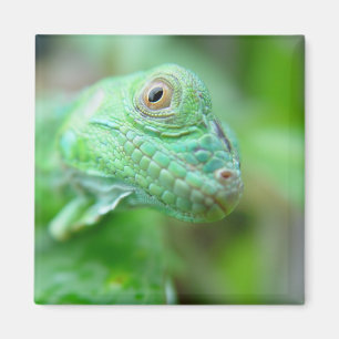 Imã Réptil verde do lagarto da iguana no ímã da fol
