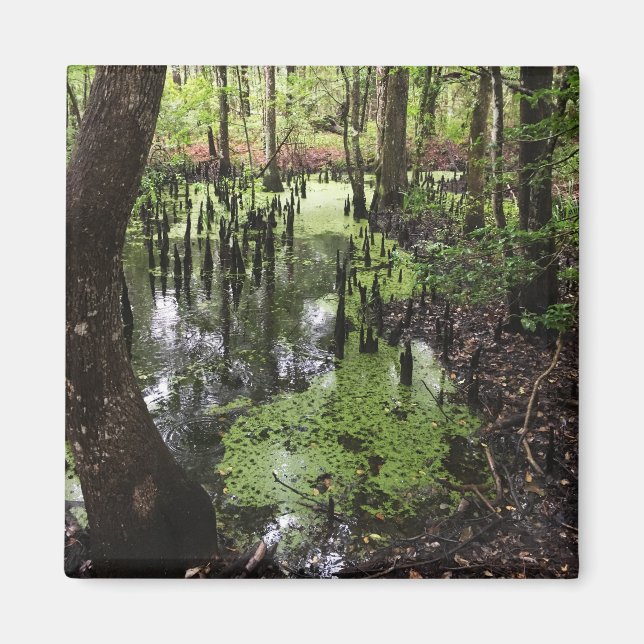 Imã reserva costeira de santeve (Frente)