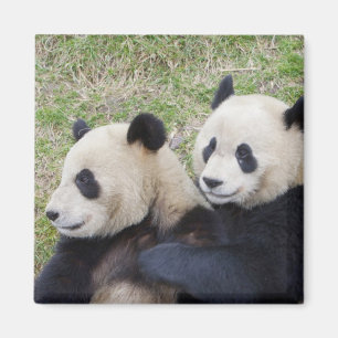 Imã Reserva de Wolong, China, Panda gigante abraçando