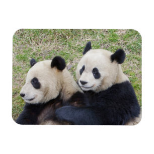 Ímã Reserva de Wolong, China, Panda gigante abraçando