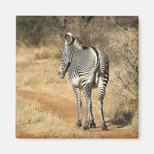 Imã Reserva nacional de Samburu, Kenya