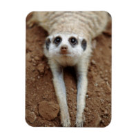 Resfriamento Meerkat (Suricata Suricatta)