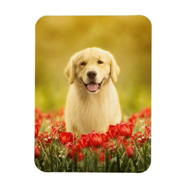 Ímã Retemporizador de ouros em Flores Vermelhas (Vertical)