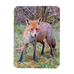 Ímã Retrato Adorável da Raposa Vermelha Arte da Nature