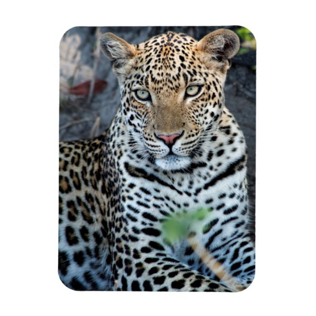 Ímã Retrato aproximado de leopardo sentado (Vertical)