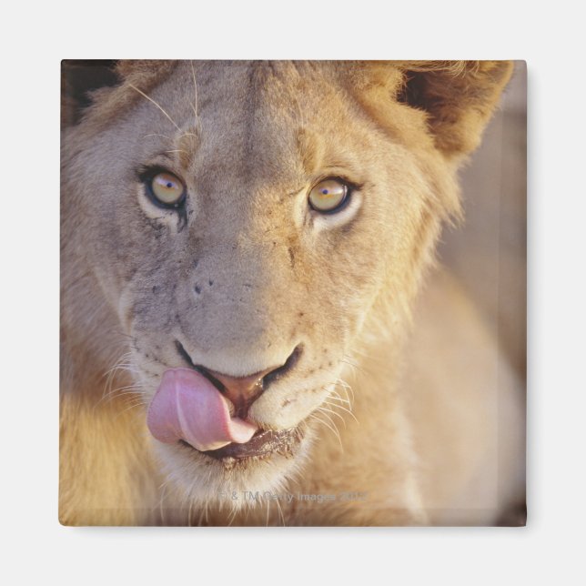 Imã Retrato aproximado de um jovem leão macho deitado (Frente)