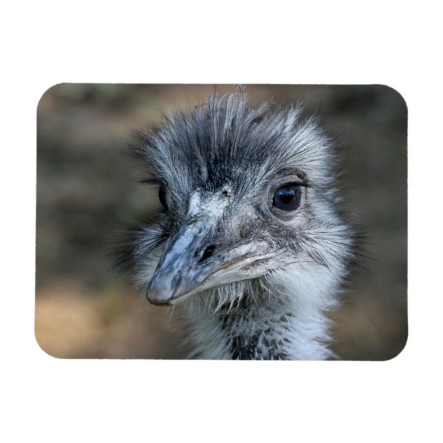 Ímã Retrato da American Rhea (Horizontal)
