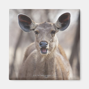 Imã Retrato da gama dos cervos do Sambar (Rusa