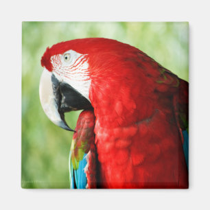 Imã Retrato da Macaw