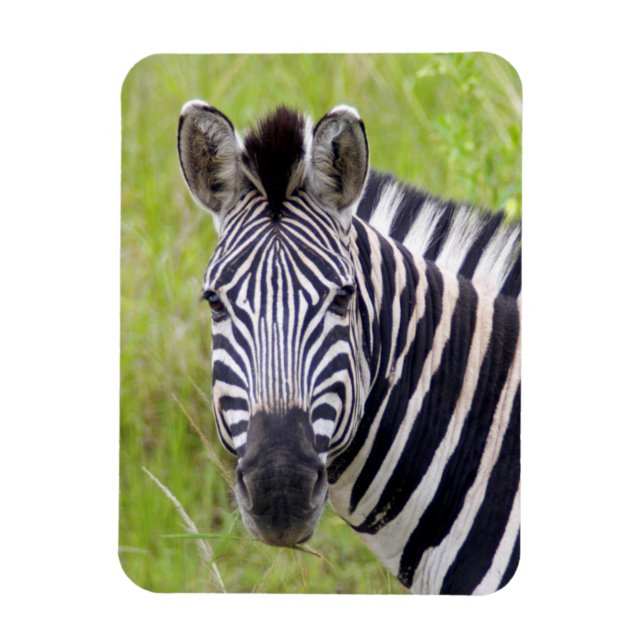 Ímã Retrato Da Plena Zebra, Jogo Hluwe-Umfolozi (Vertical)