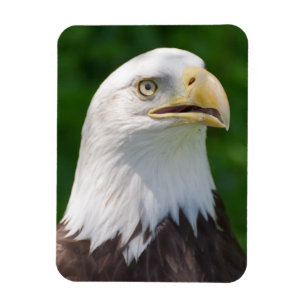 Ímã Retrato de Águia Americana