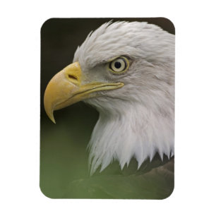 Ímã Retrato de Águia Americana Adulta, Haliaeetus