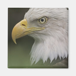 Imã Retrato de Águia Americana Adulta, Haliaeetus