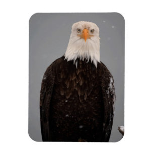 Ímã Retrato de Águia Careca na Neve, Haliaeetus