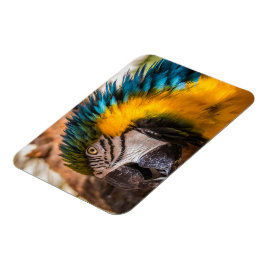 Ímã Retrato de arara azul e amarela