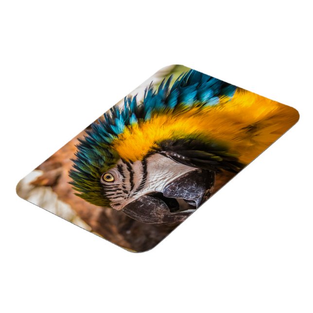 Ímã Retrato de arara azul e amarela (Left Side)