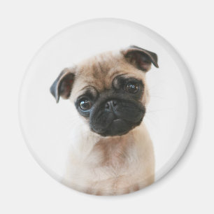 Imã Retrato de Baby Pug
