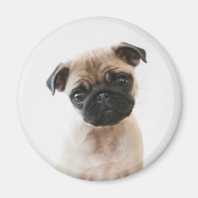 Imã Retrato de Baby Pug (Frente)