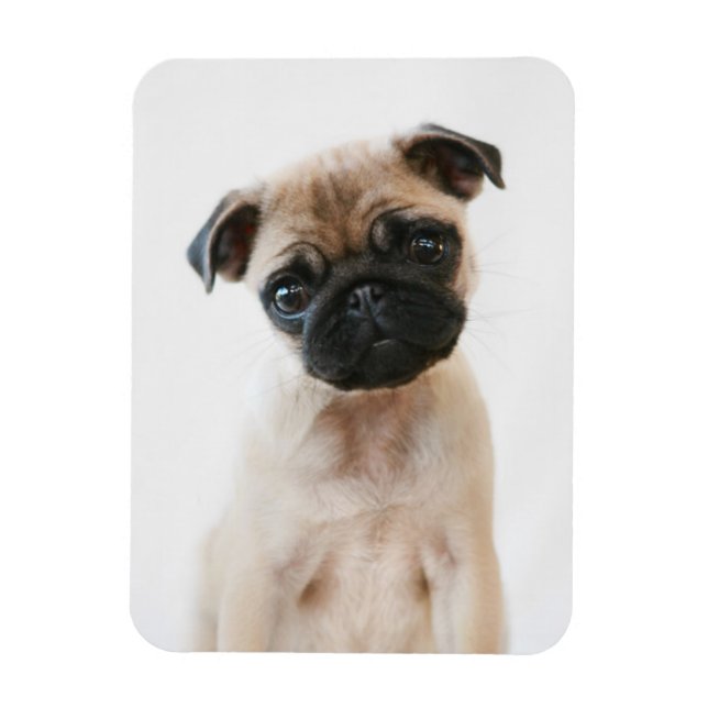 Ímã Retrato de Baby Pug (Vertical)