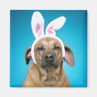 Retrato de cão vestindo orelhas de coelho da Pásco