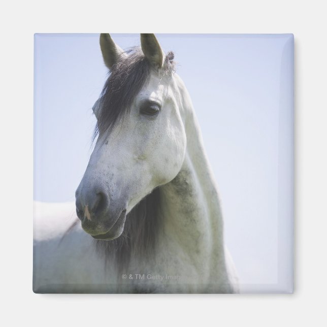 Imã retrato de cavalo branco (Frente)