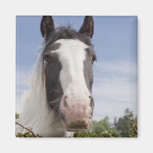Imã Retrato de cavalo Clydesdale (Frente)