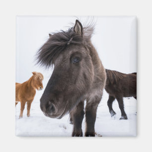 Imã Retrato de cavalo islandês, Islândia
