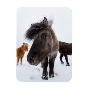 Ímã Retrato de cavalo islandês, Islândia