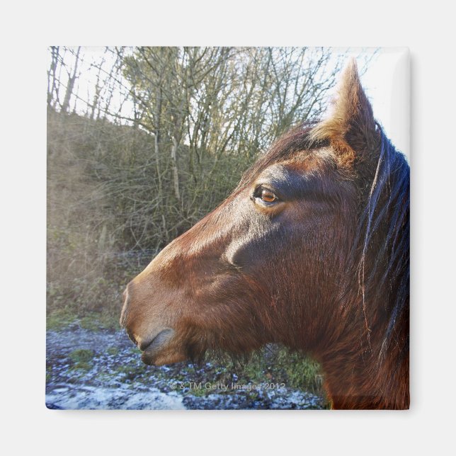 Imã Retrato de cavalo marrom no dia frio encarando (Frente)