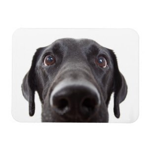 Ímã Retrato de Closeup Black Labrador
