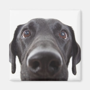 Imã Retrato de Closeup Black Labrador