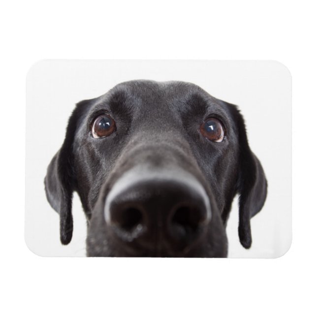 Ímã Retrato de Closeup do Labrador Negro (Horizontal)
