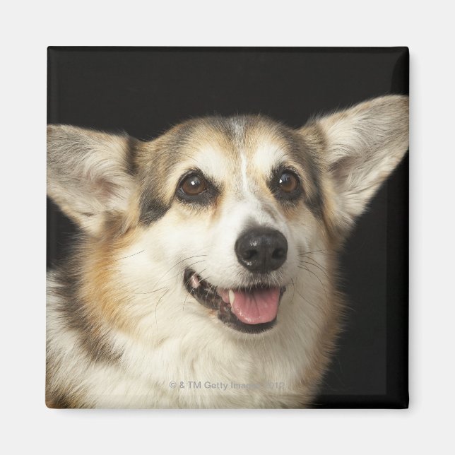 Imã Retrato de Corgi preto, castanho e branco (Frente)