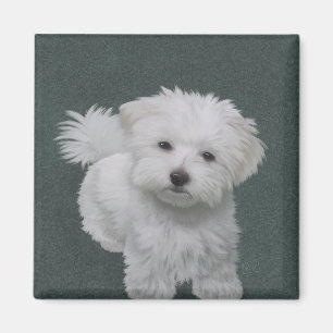 Imã Retrato de estimação de cachorrinho branco