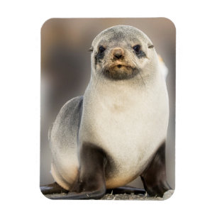 Ímã Retrato de filhote de foca na praia