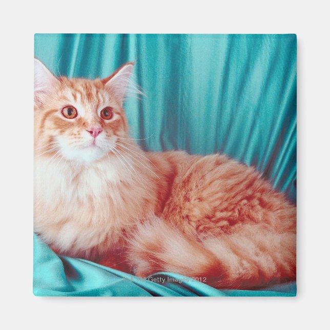 Imã Retrato de gato (Frente)
