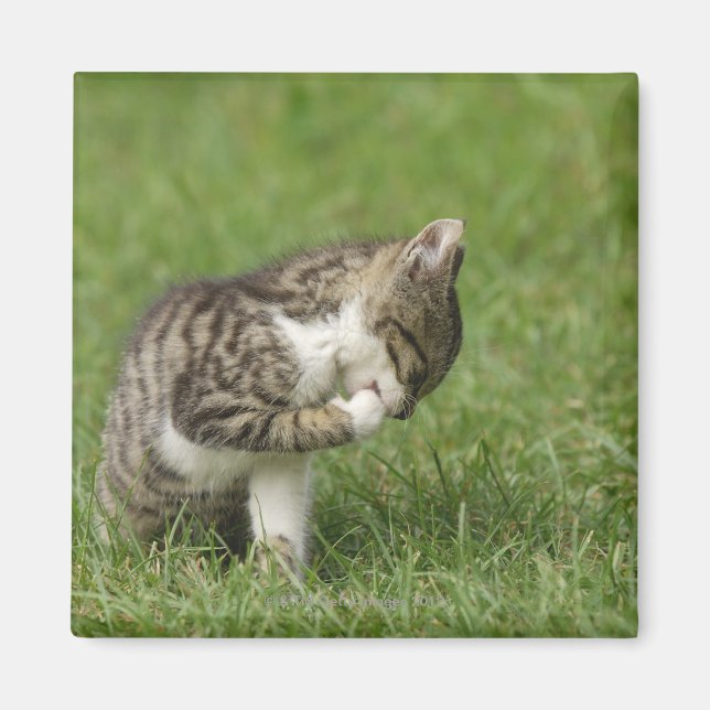 Imã Retrato de Gato (Frente)