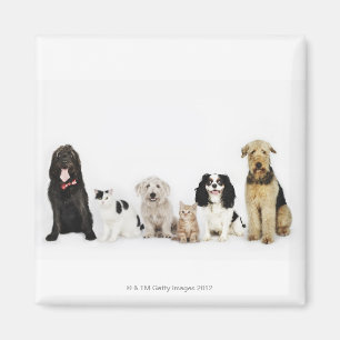 Imã Retrato de gatos e cães sentados juntos