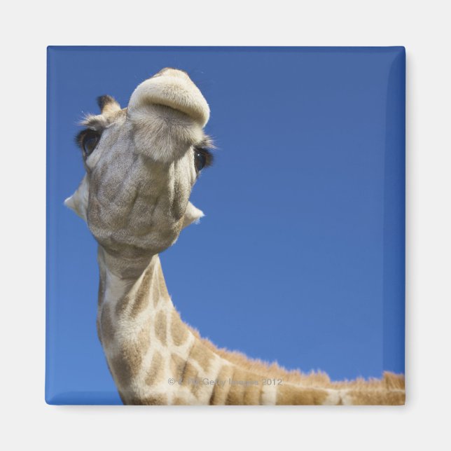 Imã Retrato de Girafa (Giraffa Camelopardalis) (Frente)
