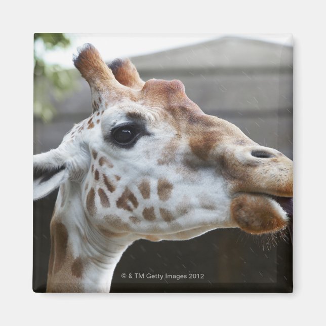 Imã Retrato de Girafa (Giraffa camelopardalis) (Frente)