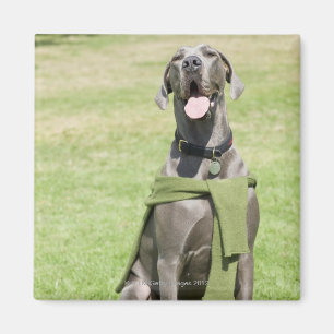 Imã Retrato de great dane azul