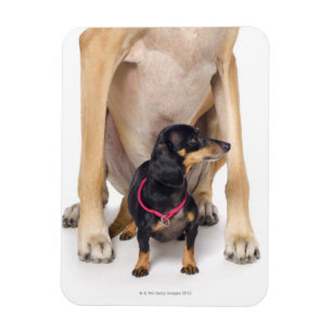 Ímã Retrato de great dane e do Dachshund