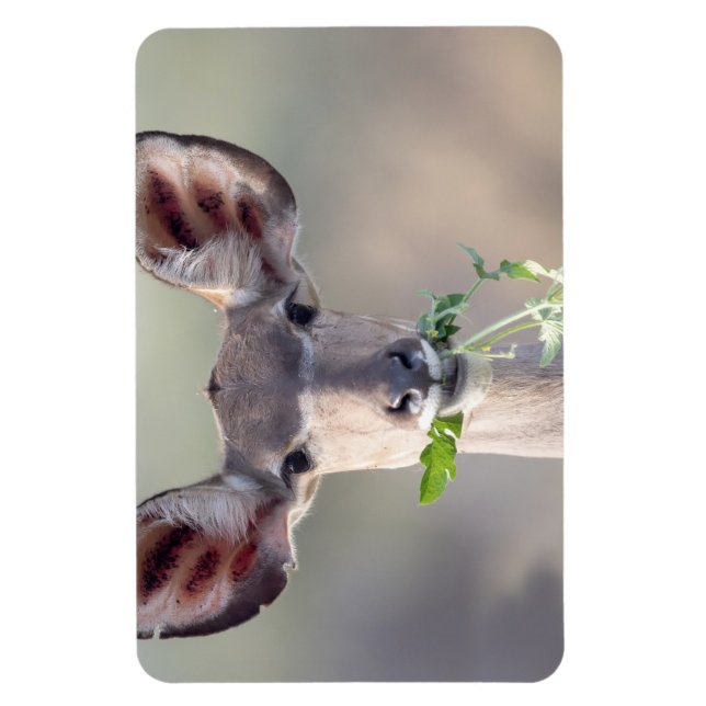 Ímã Retrato de Kudu (Vertical)