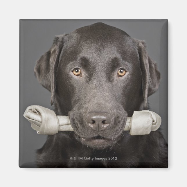 Imã Retrato de labrador de chocolate (Frente)