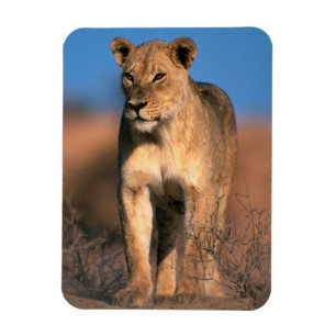 Ímã Retrato de Leoa (Panthera Leo)