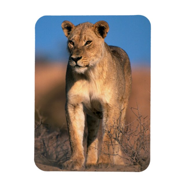 Ímã Retrato de Leoa (Panthera Leo) (Vertical)