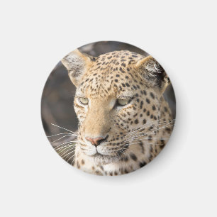 Imã Retrato de leopardo